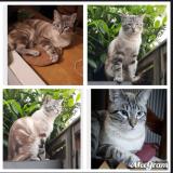 Picture of cat lost at Magny Le Hongre