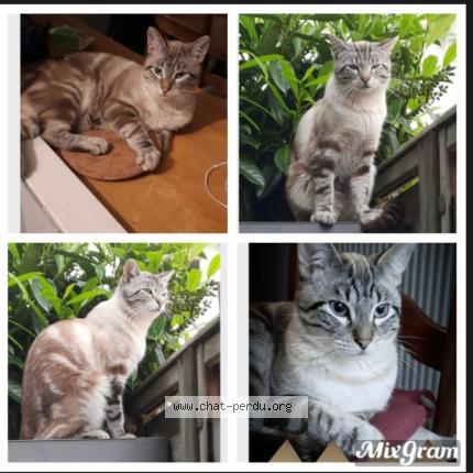 Photo 1/1 Simba Chat lost in Magny le hongre