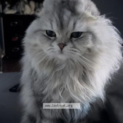 Photo 1/1 Cat reunited Lost in Hamilton