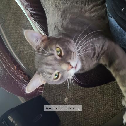 Picture of cat lost at Las Vegas
