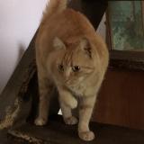 Picture of cat lost at Aigrefeuille Sur Maine