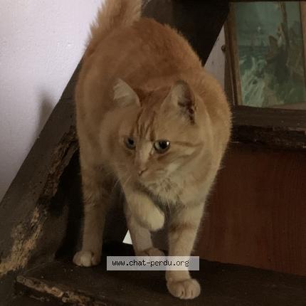Photo 1/1 Simone Chat lost in Aigrefeuille sur maine