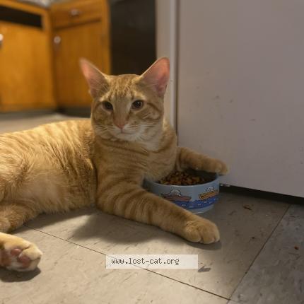 Picture of cat lost at Chicago