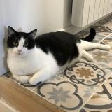 Picture of cat lost at Puilboreau