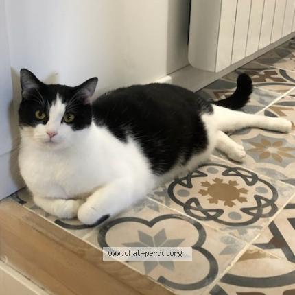 Photo 1/1 Cat reunited Lost in Puilboreau