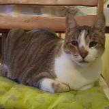 Picture of cat lost at Villebois