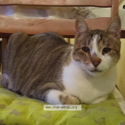 Photo 1/1 HAWAÏ Chat lost in Villebois