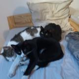 Picture of cat lost at Marseille