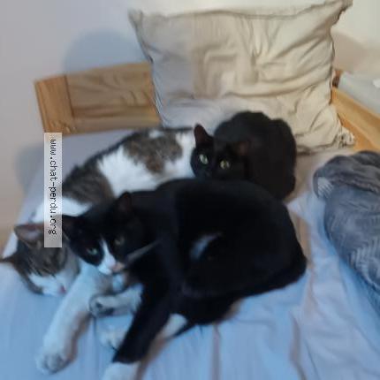 Photo 1/1 Minnie Chat lost in Marseille