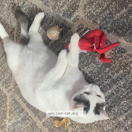 Picture of cat lost at Joilet