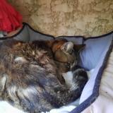 Picture of cat found at Saint Mathieu De Treviers