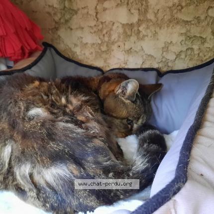 Photo 1/1 Cat reunited Found in Saint mathieu de treviers