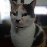 Picture of cat lost at Toulon