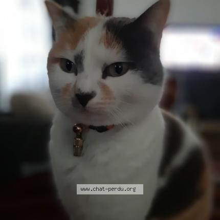 Photo 1/1 Cat reunited Lost in Toulon