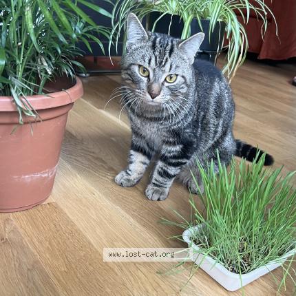 Photo 1/1 Cat reunited Found in Hamilton