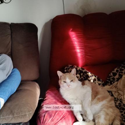 Picture of cat lost at Des Moines