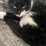 Picture of cat lost at Dardilly