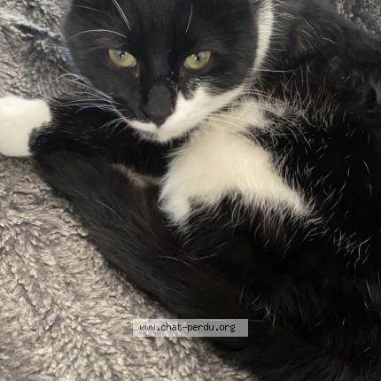 Photo 1/2 Milou Chat lost in Dardilly