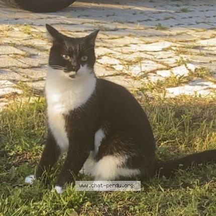 Photo 2/2 Milou Chat lost in Dardilly