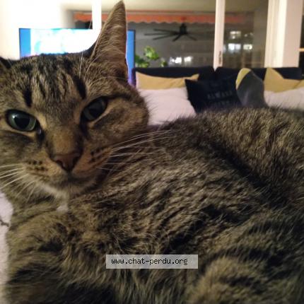 Foto einer verlorenen Katze in Geneve