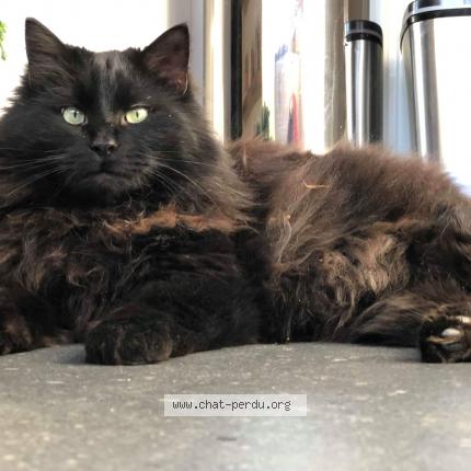 Foto 1/1 Kat teruggevonden Vermist in Moustier Sur Sambre