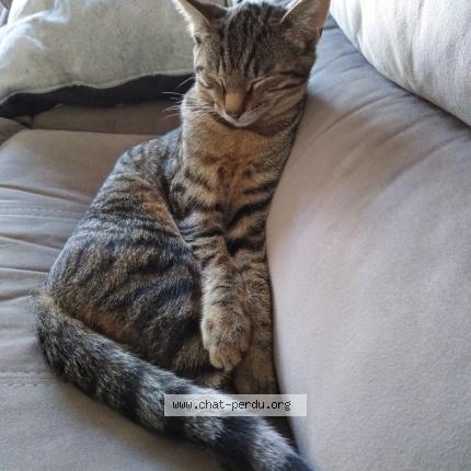 Foto 1/1 Kat teruggevonden Vermist in Goe