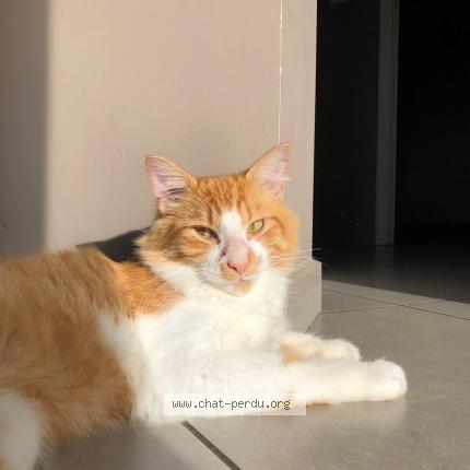 Foto 1/1 Kat teruggevonden Vermist in Rhode Saint Genese