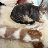 Picture of cat lost at Pithiviers