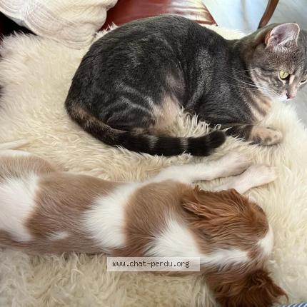 Photo 1/1 Cat reunited Lost in Pithiviers