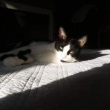 Picture of cat lost at Amiens