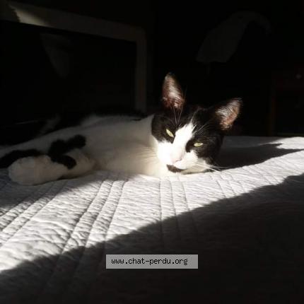 Photo 1/1 Cat reunited Lost in Amiens