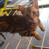 Picture of cat lost at Le Mesnil Esnard