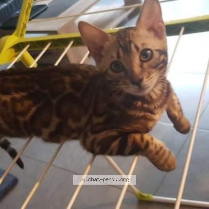 Photo 1/1 Stela Chat lost in Le mesnil esnard