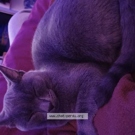 Photo 1/1 Reunited cat Lost in Bordeaux