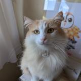 Picture of cat lost at Venissieux