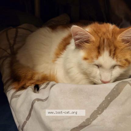 Photo 1/1 Reunited cat Lost in Burnaby