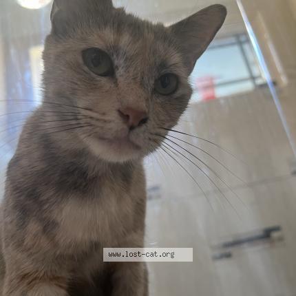 Photo 1/1 Reunited cat Lost in Garden Grove