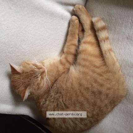 Foto 1/1 Kat teruggevonden Gevonden in Chastre Villeroux Blanmont