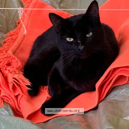 Foto 1/1 Wiedergefundene Katze Gefunden in Neuchatel