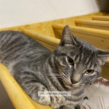 Photo 1/1 Cat reunited Lost in Veauville les quelles