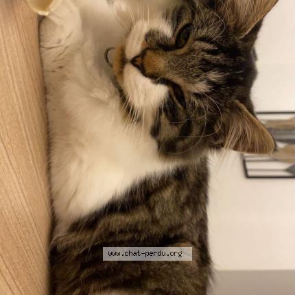 Foto van vermiste kat in Mouscron
