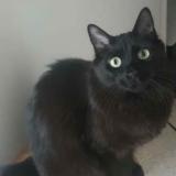 Picture of cat lost at Nice