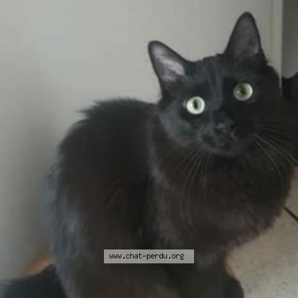 Photo 1/1 Bounty Chat lost in Nice