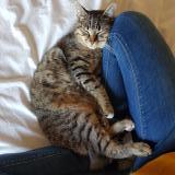 Picture of cat lost at Saint Aunes