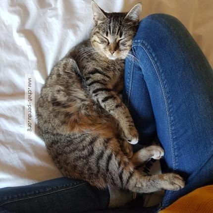 Photo 1/1 Zia Chat lost in Saint aunes