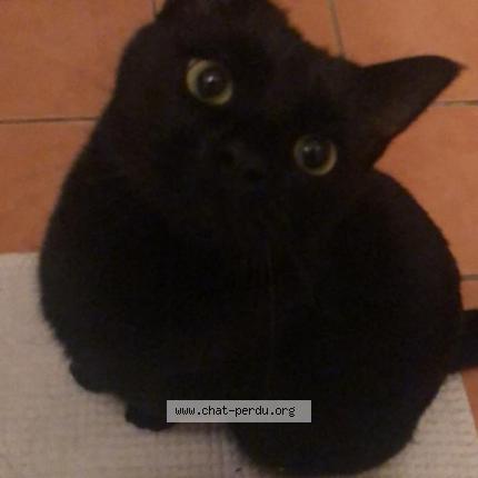 Foto 1/1 Wiedergefundene Katze Verloren in Confignon