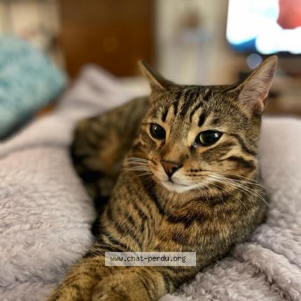 Foto 1/1 Wiedergefundene Katze Verloren in Grand Lancy