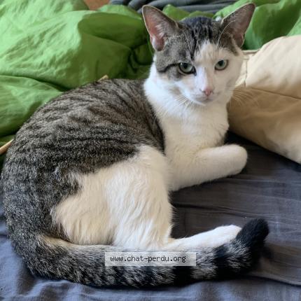 Foto 1/1 Kat teruggevonden Vermist in Ougree