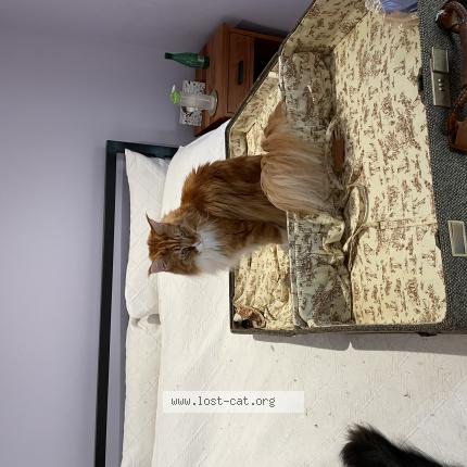 Picture of cat lost at Chantilly