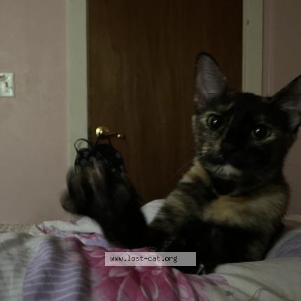 Picture of cat lost at Niceville
